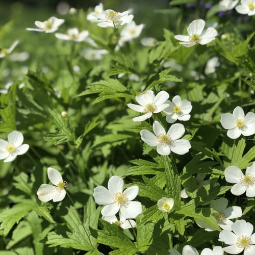 Top 40 Native Alternatives to Sedum for Midwestern Green Roofs | Canada anemone is a charming groundcover with white flowers.