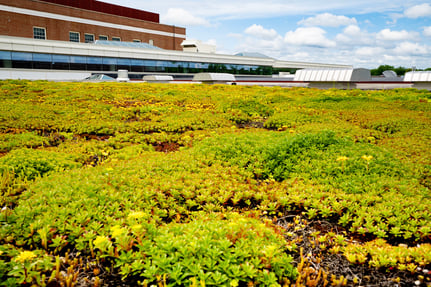 Effective stewardship locks in a positive return on your green roof investment for years to come by intercepting any potential future issues that can run up a tab quickly.