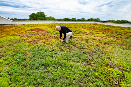 This may just be the most important question in regards to green roof stewardship — is this green roof accomplishing its goals?