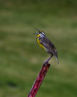 Native Gardening with Compassion: An Interview with Benjamin Vogt | Native gardening prioritizes plants and indirectly animals that evolved within the local environment.