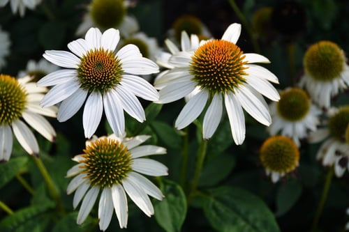 Native Gardening with Compassion: An Interview with Benjamin Vogt | Once established, native gardens are very easy to manage, but we have to help them out at first.