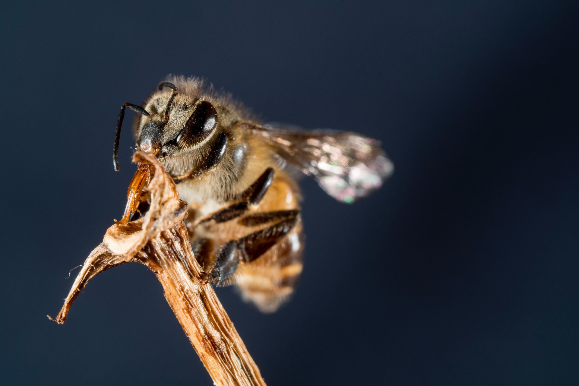 Beyond the Honeybee: Fighting of Behalf of Pollinators | Honeybees are a critical species, but that doesn’t mean they deserve the whole limelight.