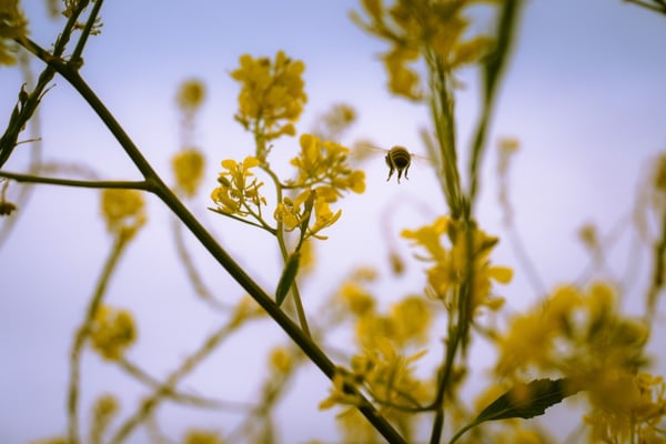 Beyond the Honeybee: Fighting of Behalf of Pollinators | Honeybees are suffering from a number of factors, including pests, chemicals and stress from frequent moves.
