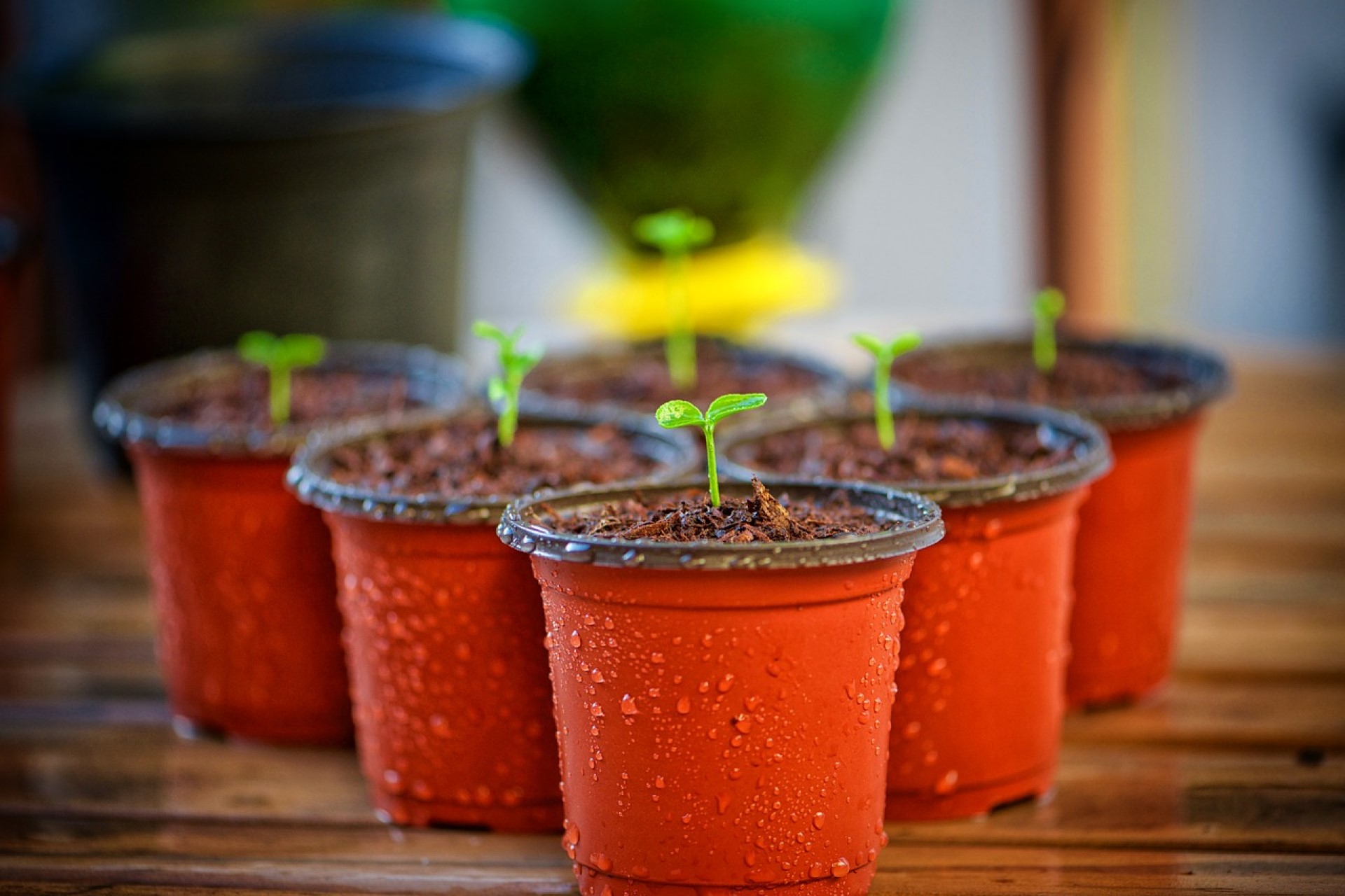 How to Make Biodegradable Pots Work for Green Roofing | Plastic pots are a huge part of today’s trash problem, but what can we do instead?