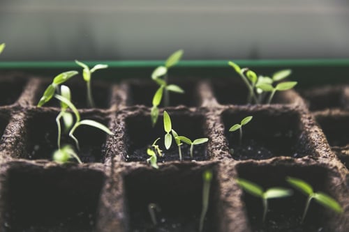 How to Make Biodegradable Pots Work for Green Roofing | Biodegradable pots are made of organic materials that can be planted with the plant and break down in the soil.