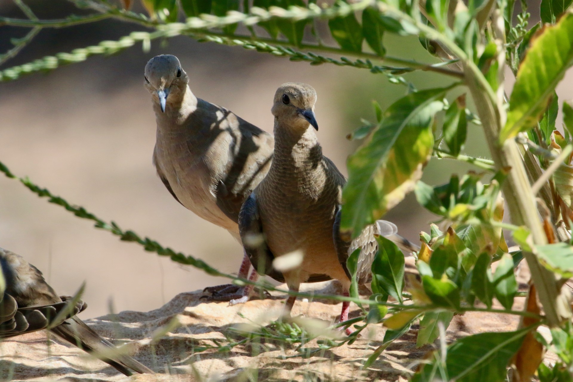 Bird Safety in Cities: How to Make Our Buildings Safe for Birds | Keeping our environment healthy means protecting birds, which in turn means making our buildings safer for them.