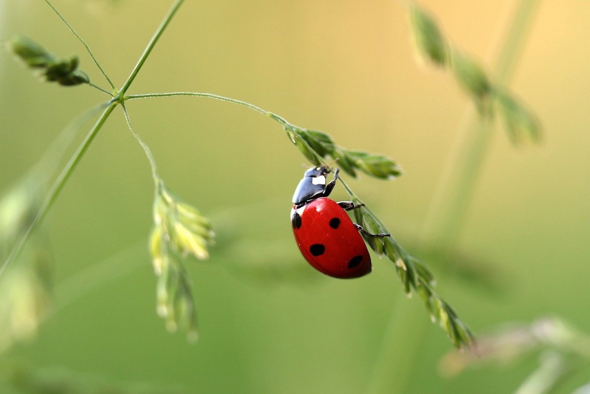 Everything You Never Knew About Pollinators But Wanted To | We all know pollinators are important, but which animals pollinate may surprise you.