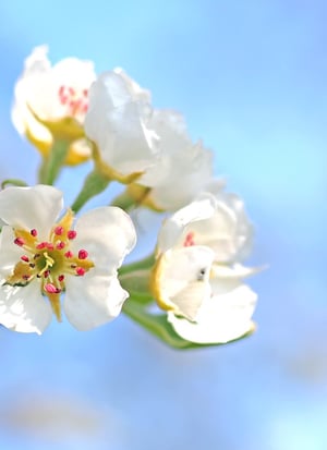 Everything You Never Knew About Pollinators But Wanted To | The pollinator category goes well beyond bees to butterflies, birds, bats and more.