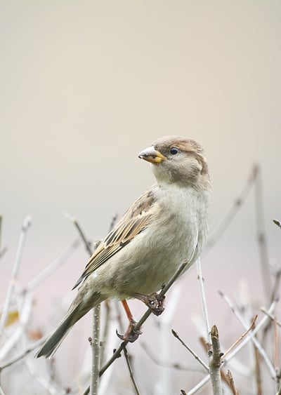 How to Design with Birds in Mind | To date, we haven’t put enough energy into creating cities that keep birds safe … but we need to start.