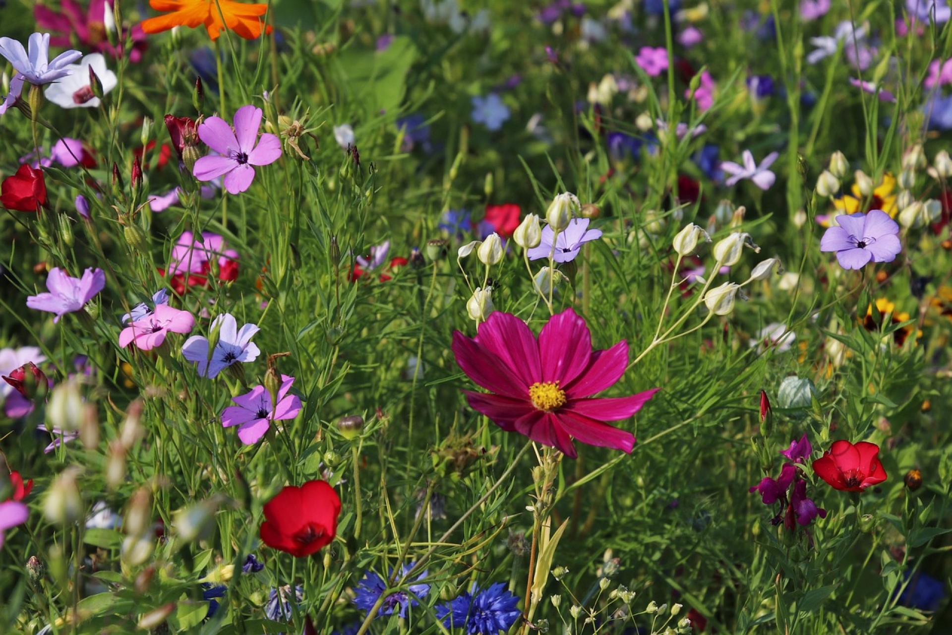 How to Increase Genetic Diversity Through Native Gardening | Plant diversity is currently threatened, but the right gardening methods can help to combat the problem.