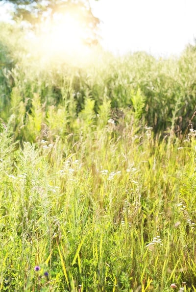 How to Increase Genetic Diversity Through Native Gardening | While there is a myth that native gardens look boring, that doesn’t have to be the case.