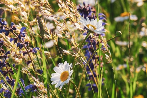 How to Increase Genetic Diversity Through Native Gardening | Native gardens help to increase the genetic diversity of your area substantially.