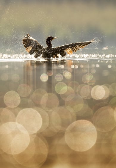 ecogardens-drug-industry-and-waterways-2