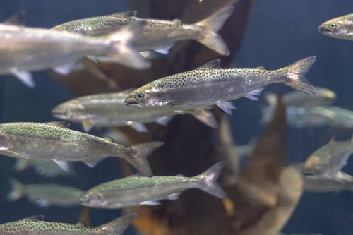 Pharmaceuticals for Fish: What Our Drug Industry Is Doing to Our Waterways | Exposure to chemical compounds can make animals change their behavior, to their detriment.