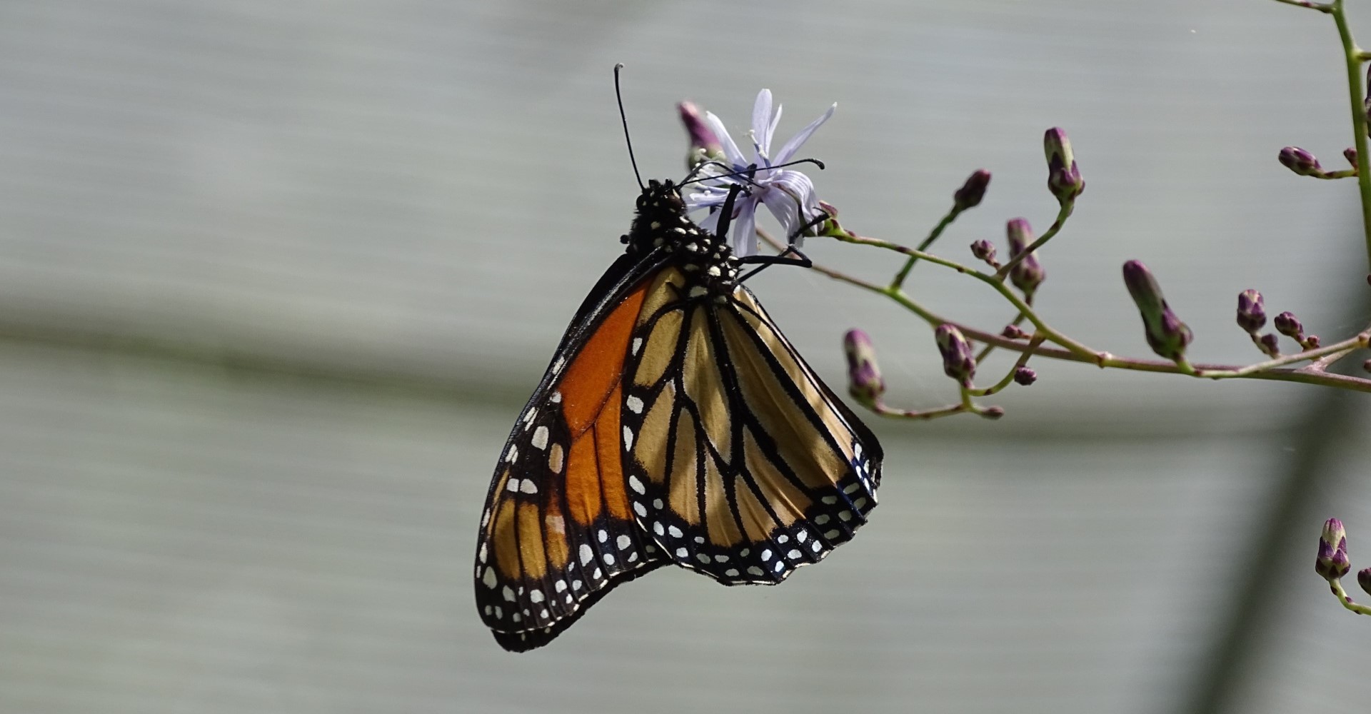 What You Should Know About Monarch Butterfly Recovery, Part II: Taking Action | Although monarch butterfly populations are severely depleted, there’s much we can do to help.