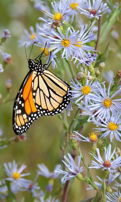 What You Should Know About Monarch Butterfly Recovery, Part II: Taking Action | Creating more habitat for monarchs is at the top of the to-do list.