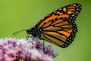 What You Should Know About Monarch Butterfly Recovery, Part II: Taking Action | Your own garden is also an excellent place to support monarchs.