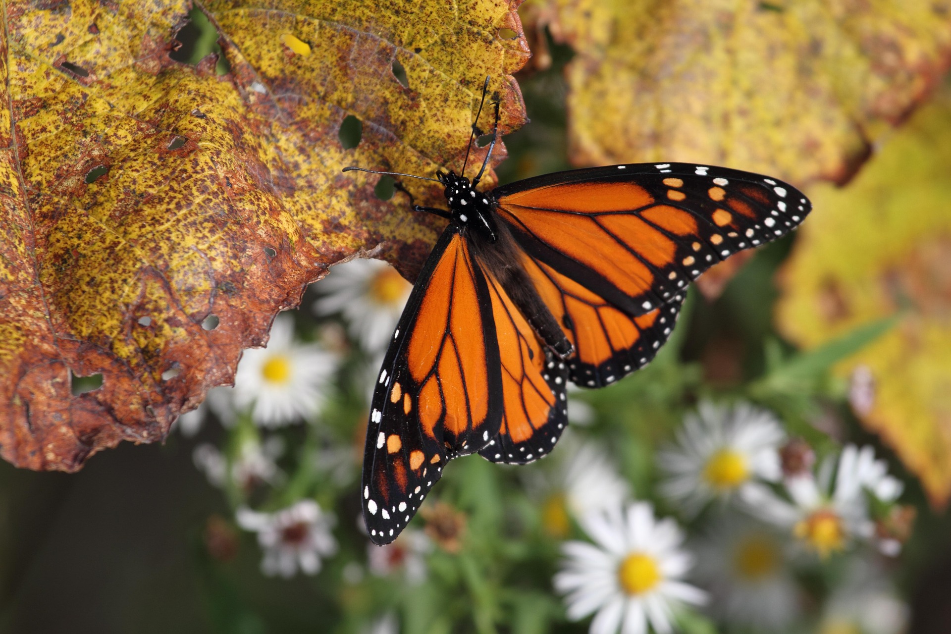 What You Should Know About Monarch Butterfly Recovery, Part I: The Science | Monarch butterflies have been threatened for a long time, but could they come back?