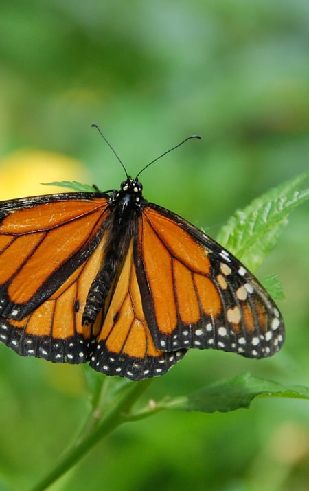 What You Should Know About Monarch Butterfly Recovery, Part I: The Science | Both population numbers and habitat land have declined in the last several decades.