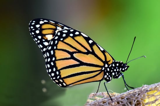 What You Should Know About Monarch Butterfly Recovery, Part I: The Science | Monarch butterflies are a great litmus test for the rest of the environment.