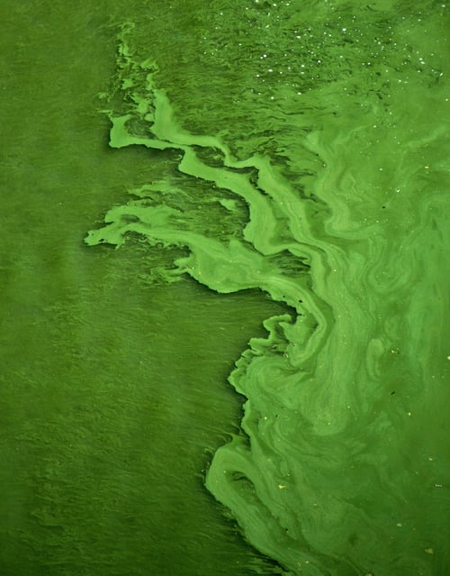 What Is Eutrophication and Why Should It Matter More | This is when lots of nutrients flow into a waterway, stimulating algae growth and using up oxygen.