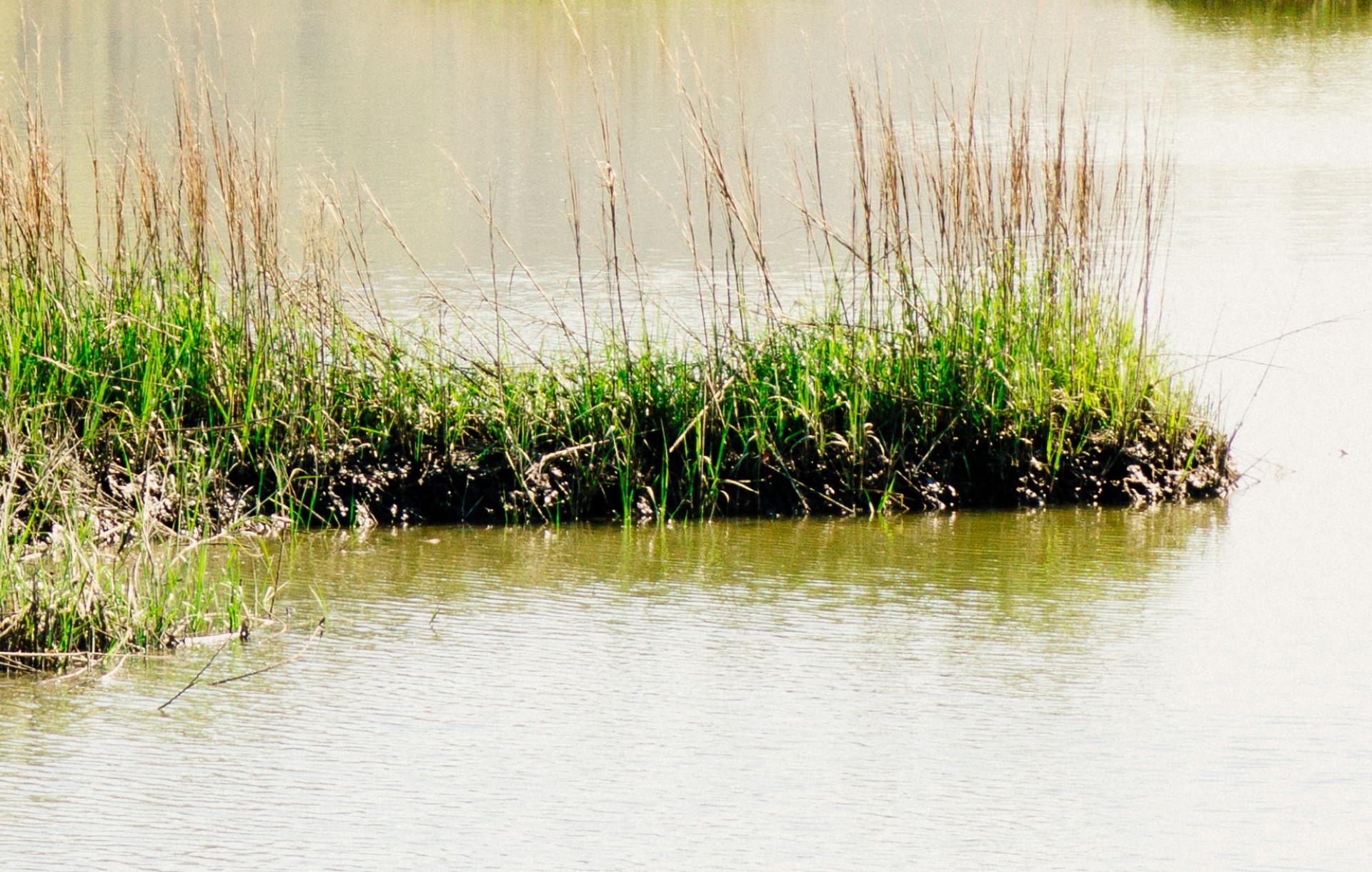 What Is a Floating Wetland and Why Should You Care? | A floating wetland is a relatively new piece of technology that helps us clean and purify water.