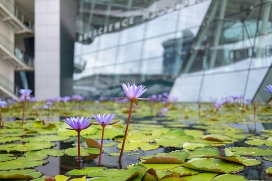 What Is a Floating Wetland and Why Should You Care? | A floating wetland is a micro ecosystem capable of reversing many water pollution issues.