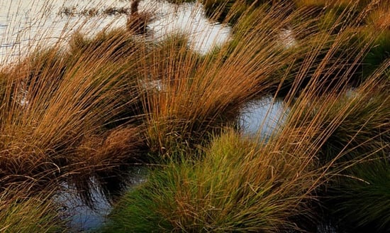 What Is a Floating Wetland and Why Should You Care? | Everyone who manages a waterway can benefit from a floating wetland.