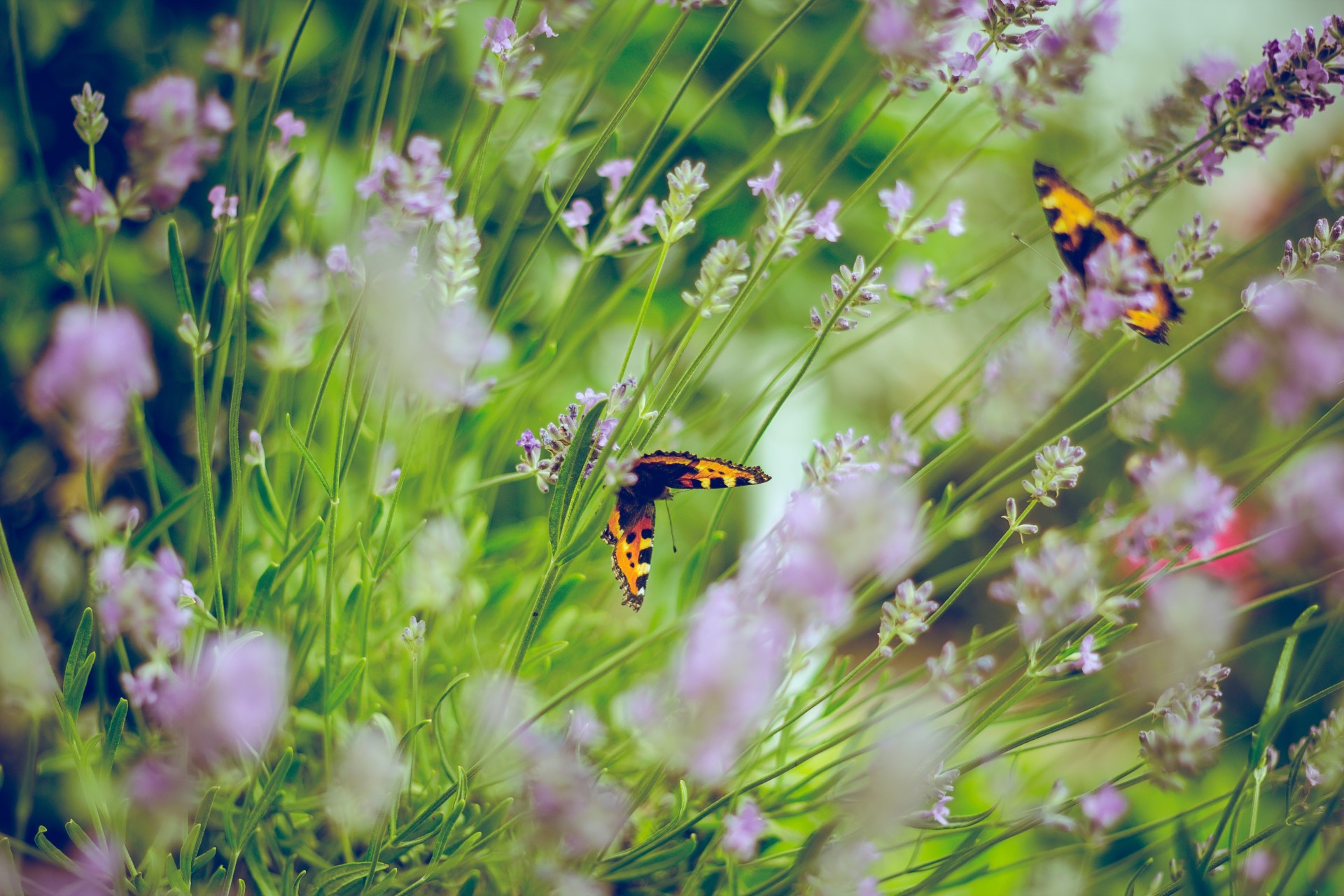 What You Should Know About Gardening for Pollinators | Pollinators rely on us to steward their habitats, so it’s time we turn our attention to helping them.