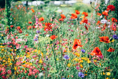 What You Should Know About Gardening for Pollinators | Today’s gardens don’t provide the right food for pollinators and give them little respite on their long journeys.