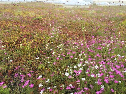 What Is Chicago Doing to Improve Its Green Infrastructure? | Chicago’s efforts include green roofs, stormwater management infrastructure, vegetated systems and more.