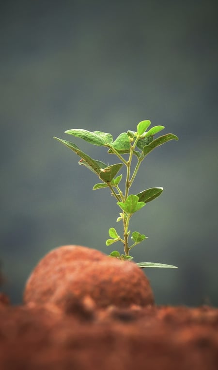 What Is Green Roof First Aid and When Do You Need It? | Green roofs fail for a number of reasons, but the problem usually begins upfront.