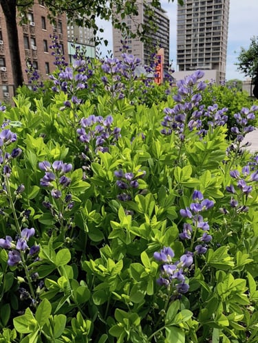 The Best Alternative Plants for Green Roofs | Our favorite alternative plants include grasses, flowering perennials and herbaceous succulents.
