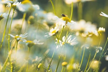 Plant diversity is one of the key elements of a successful green roof.