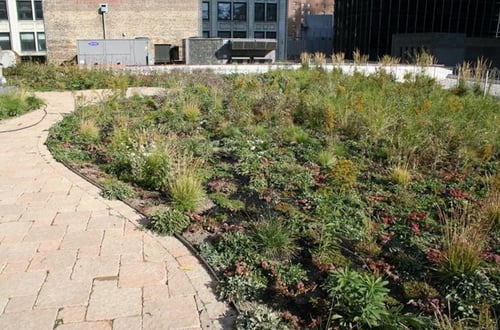 How Can Green Roof Stewardship Benefit You and the World? | Working in partnership with a green roof over time will save you money, as opposed to a set maintenance schedule.