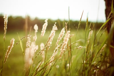 How Can Green Roof Stewardship Benefit You and the World? | The capacity to bounce back from negative circumstances is very important in today’s world.