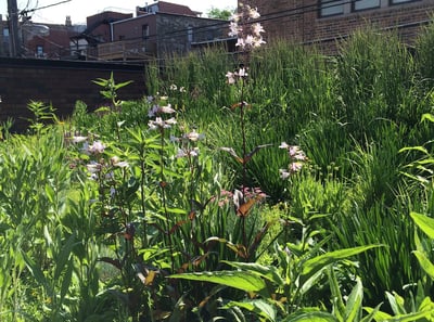 How Can Green Roof Stewardship Benefit You and the World? | Fossil fuels are damaging to the environment, but green roofs make their use far less necessary.