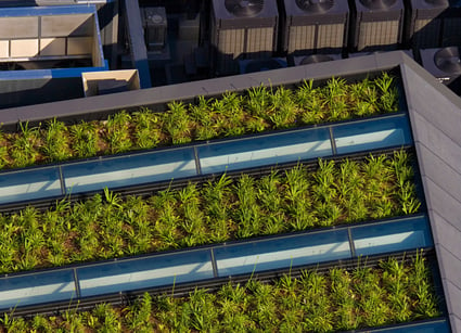 Green roofs are lined with resilient plants and growing media that aid in soaking up water to keep it out of city streets.