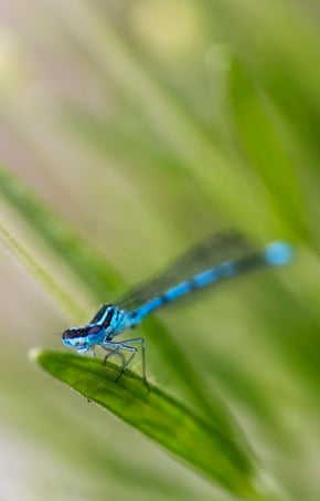 How Do Green Roofs and Pollinators Work Together? | Pollinators help green roofs reproduce, spread to cover the area fully and provide the benefits for which they’re known.