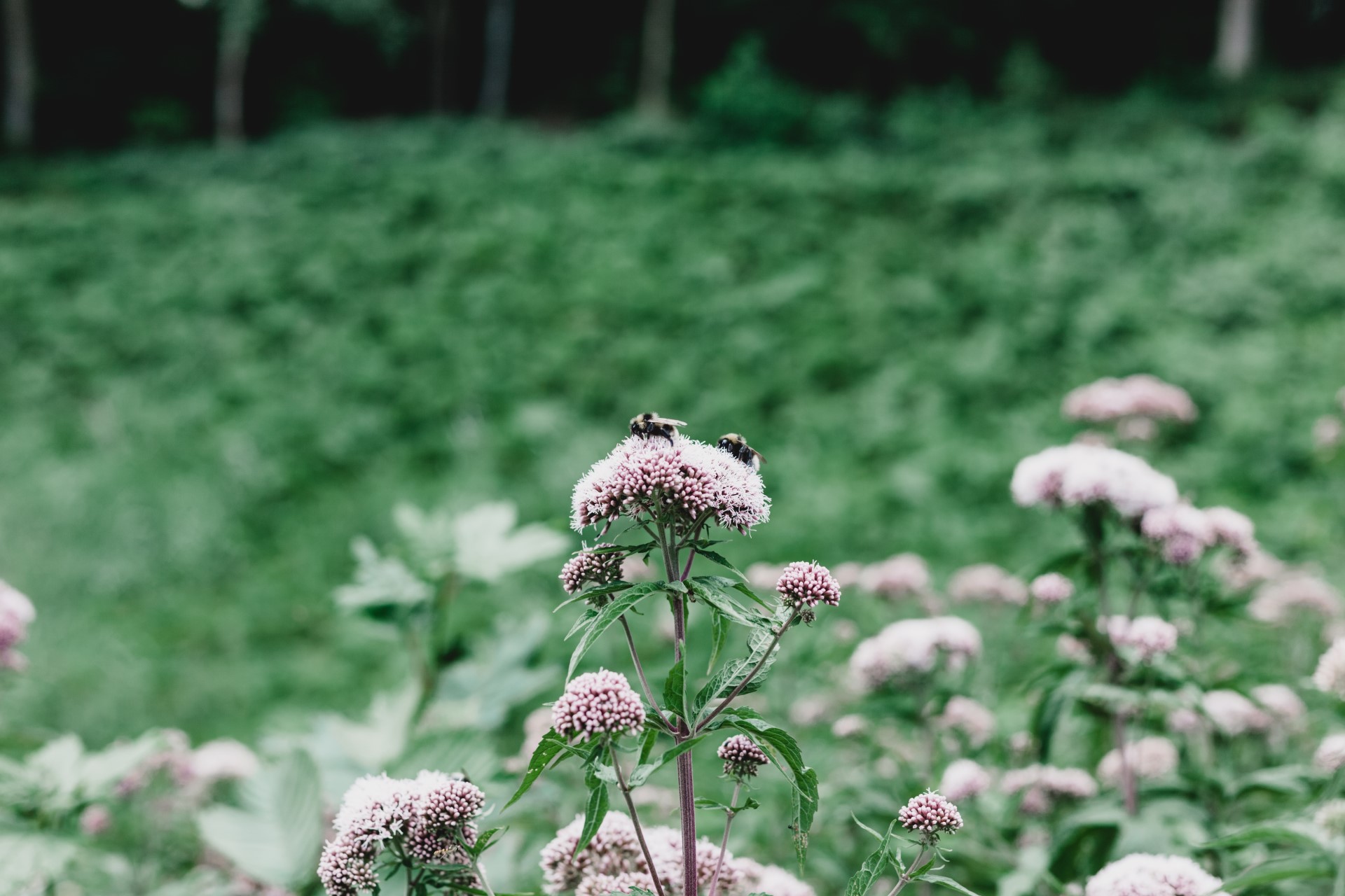 How Can Cities Help Bees Through Pollinator Conservation? | Many pollinators can thrive in urban environments as long as we do our part.