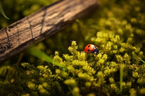 How Beneficial Insects Work and Why They Matter | The good bugs help us keep pest populations in check, clean up dead matter, improve soil and more.