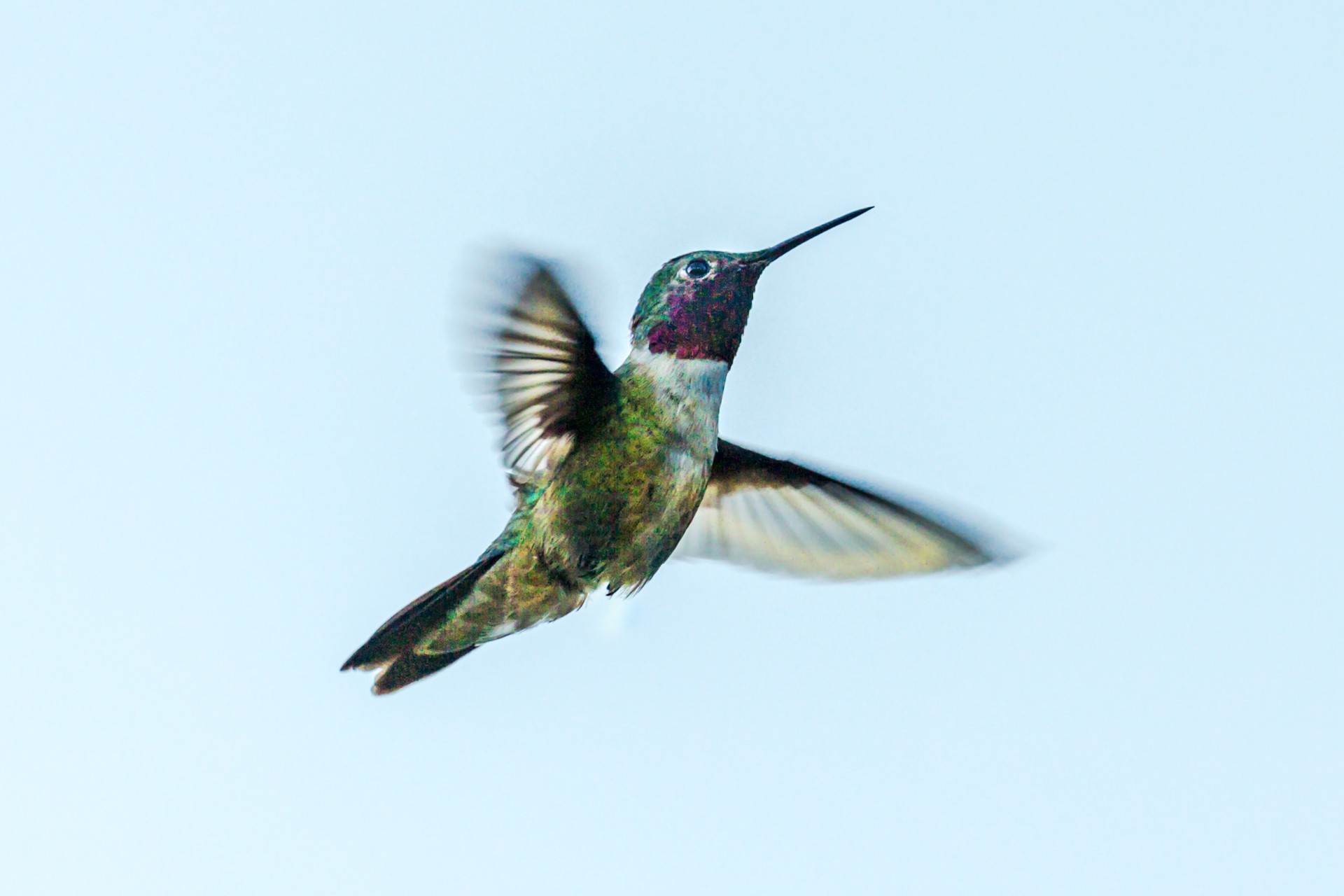 Why Are Hummingbirds Important, and How Can Rooftop Gardens Help Them? | Hummingbirds fall into the pollinator camp, and we need to do all we can to keep pollinators healthy and well.