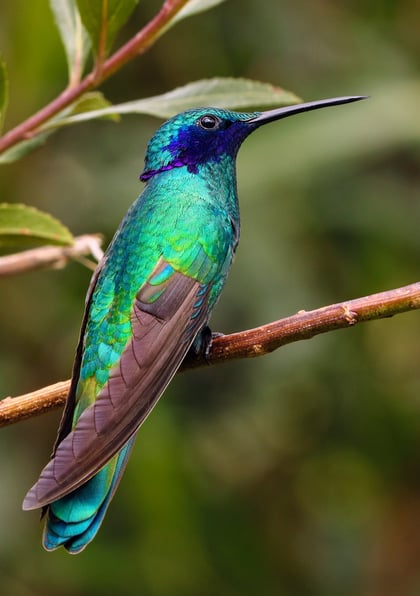 Why Are Hummingbirds Important, and How Can Rooftop Gardens Help Them? | Rooftop gardens make use of the vast unused horizontal spaces our cities have to offer.