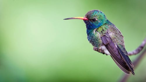 Why Are Hummingbirds Important, and How Can Rooftop Gardens Help Them? | To make a green roof good for hummingbirds takes a few ingredients.