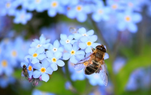 What Is the Insect Apocalypse and Is It Real? | We rely on pollinators to keep us fed, and an insect apocalypse would be very bad indeed.