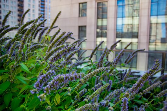 Intensive Versus Extensive Green Roofs: What Are They and Which Is Right for You? | Extensive green roofs are shallow with low-growing plants.