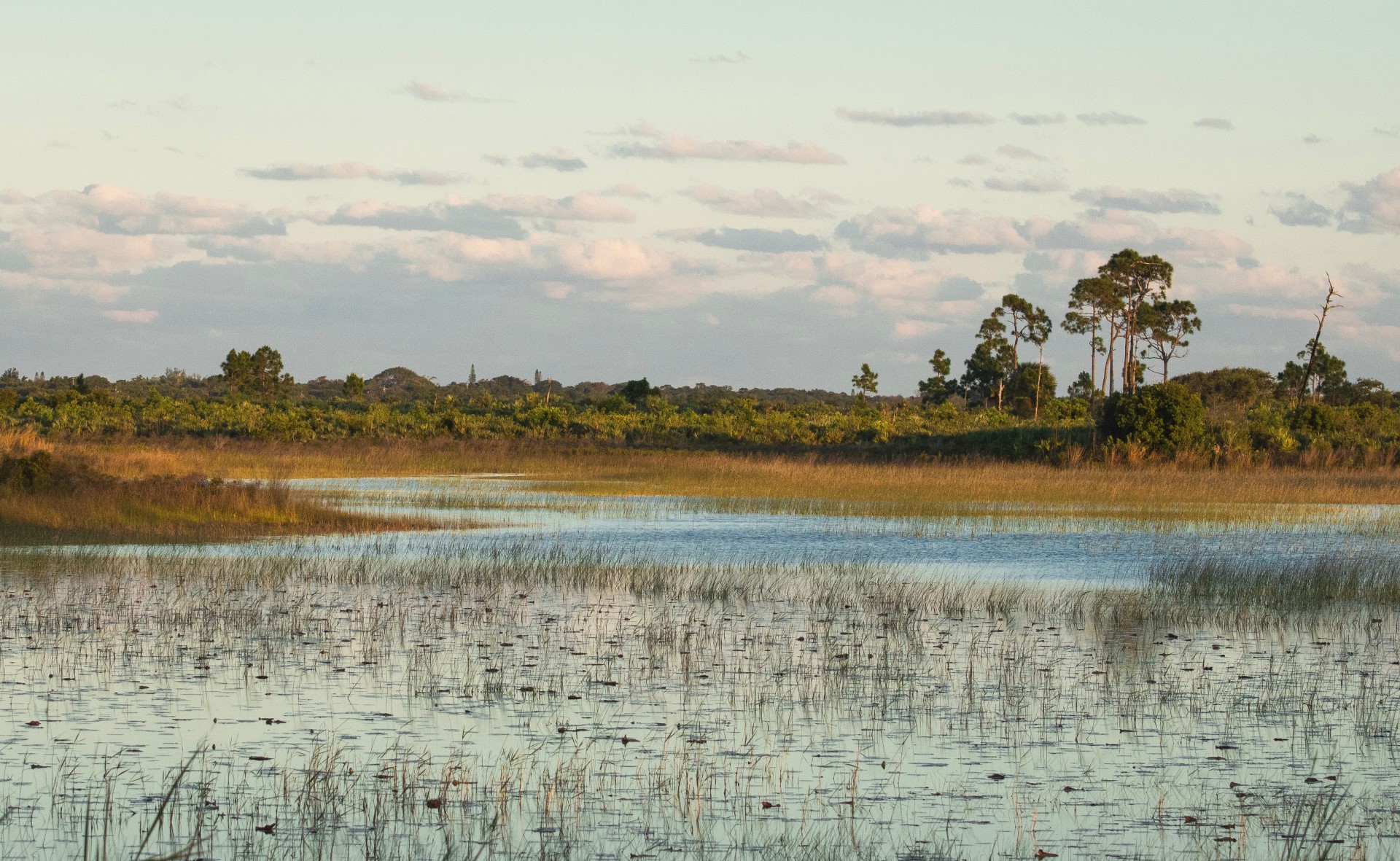SPOTLIGHT on the Living Shorelines Act | The act seeks to mandate change to how we deal with coastal habitats and human development.