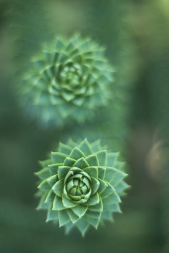 The Difference Between Looking Green and Being Green | Green systems stray off course when they prioritize appearance over efficiency.