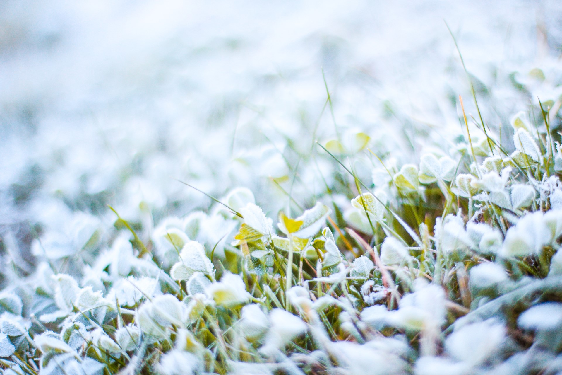 How to Maintain a Green Roof for Maximum Benefits | Maintaining your green roof is necessary if you want to achieve all the environmental benefits possible.