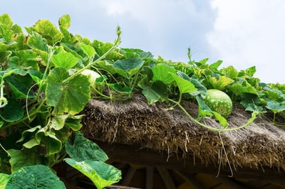 How to Maintain a Green Roof for Maximum Benefits | While maintenance is a common word, stewardship is a better one.